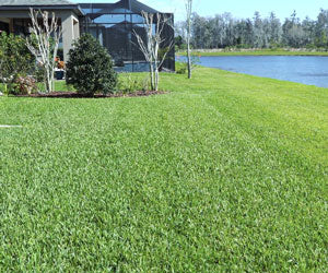 Grass Seed Mat a 59,99€