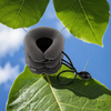 Ostio